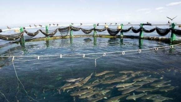 Projet d’une écloserie de poisson à Tahaddart
