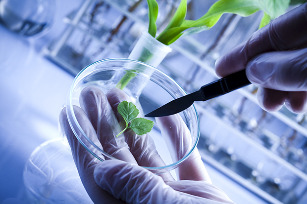 L’amélioration Génétique des Plantes et de la Biotechnologie