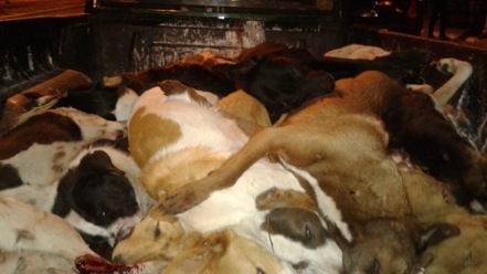 Abattage de 80 chiens errants à Tanger