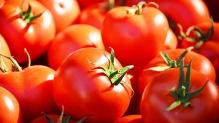 La tomate marocaine se porte bien en Europe
