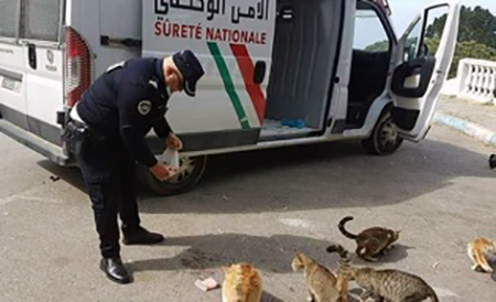 Deux policiers et 4 jeunes gens nourrissent des animaux errants à Tanger