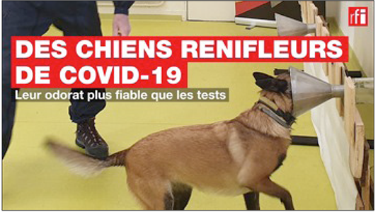 Dépistage du Covid 19: Première expérimentation d’un chien renifleur sur des voyageurs en provenance de Tanger