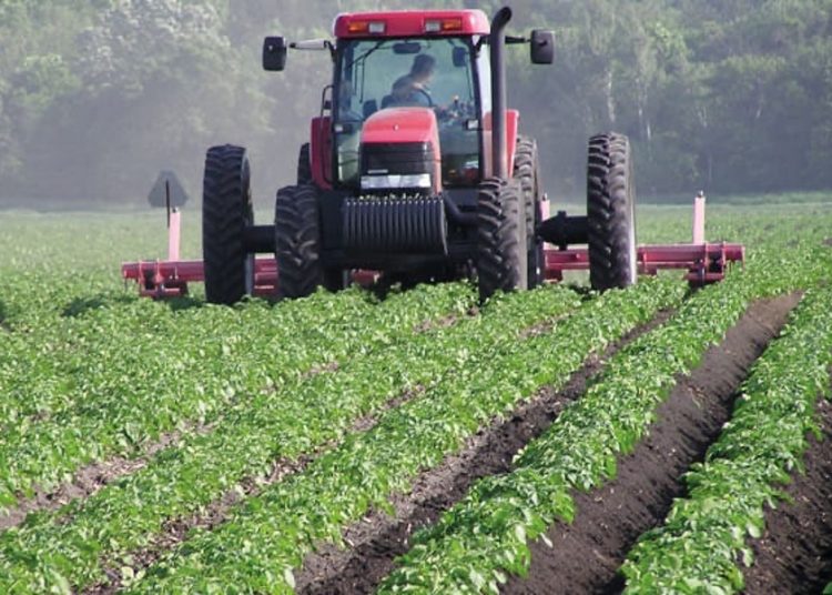 Région Tanger – Tétouan – Al Hoceima Impact positif des dernières pluies sur la campagne agricole