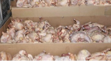 saisi d’importantes cargaisons de viande de poulet hachée à Larache