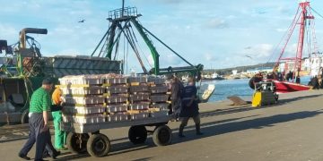 Les professionnels au port de Larache appellent à la modernisation du transport des produits de la pêche sur le quai